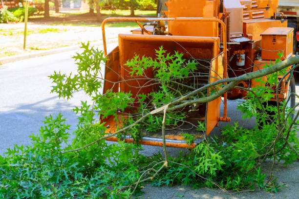 Best Tree Care Services  in Dexter, NM